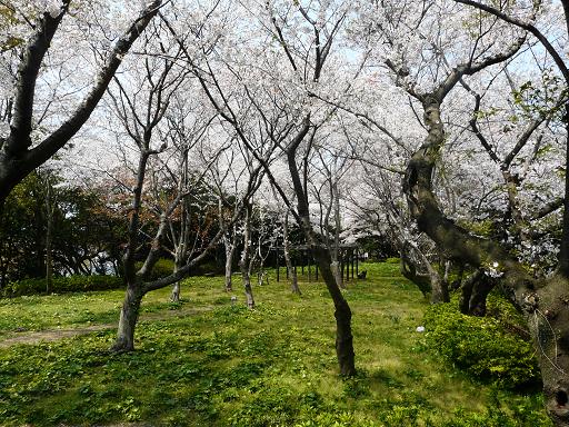 城山公園の画像