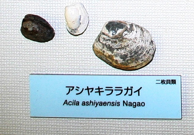 アシヤキララガイ化石の画像