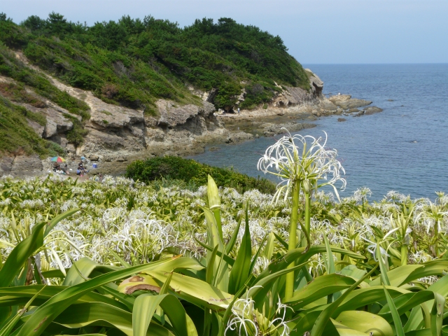 夏井ヶ浜はまゆう自生地の画像