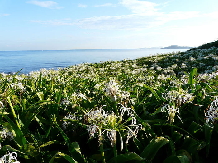 夏井ヶ浜のはまゆう群生地の画像1