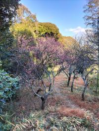 梅林公園１