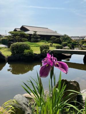 菖蒲と大茶室