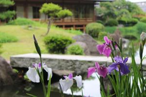 菖蒲の花が咲いている光景