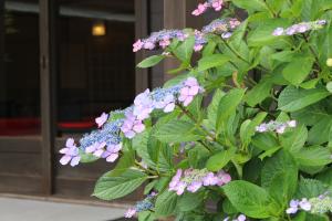 紫陽花の花が咲いている