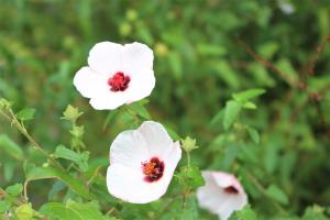 高砂芙蓉が