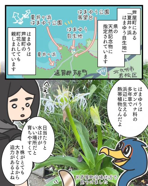 はまゆうの花1
