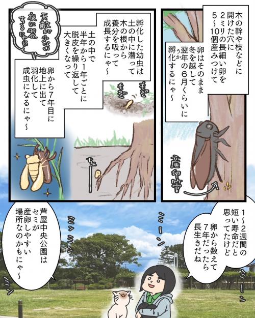 セミの抜け殻２