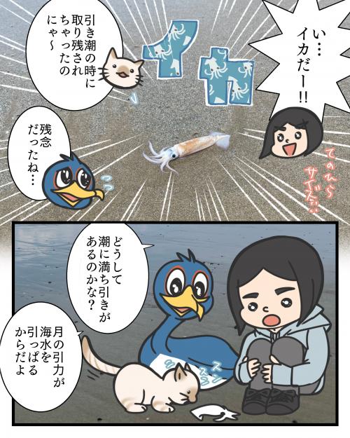 小さいイカを見つけた２