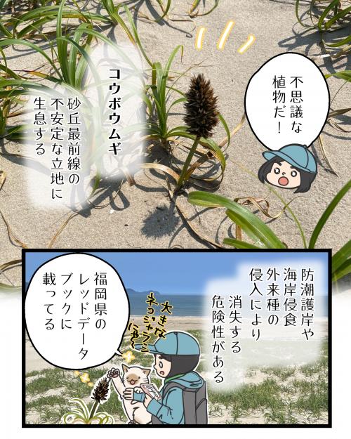 コウボウムギ２