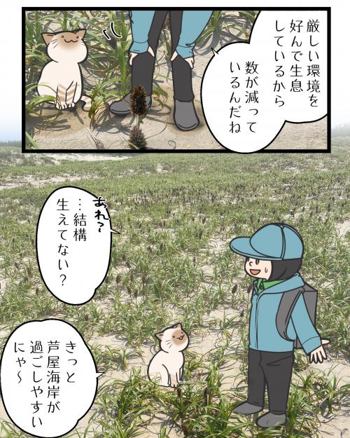 コウボウムギ３