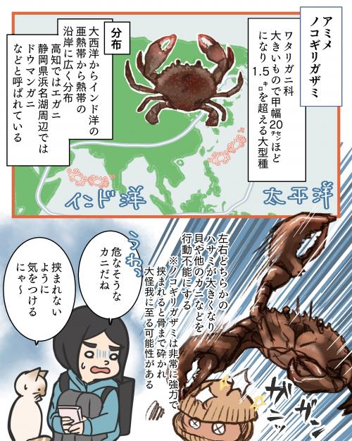 大きなカニを見つけた話３