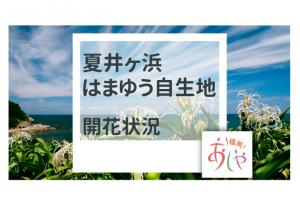 夏井ヶ浜はまゆう自生地開花状況