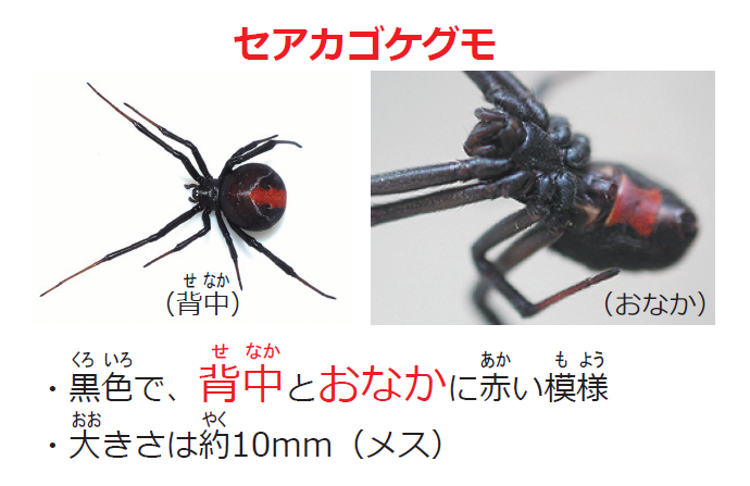 セアカゴケグモ写真