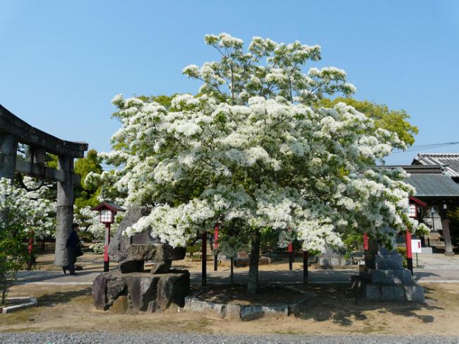 なんじゃもんじゃ写真